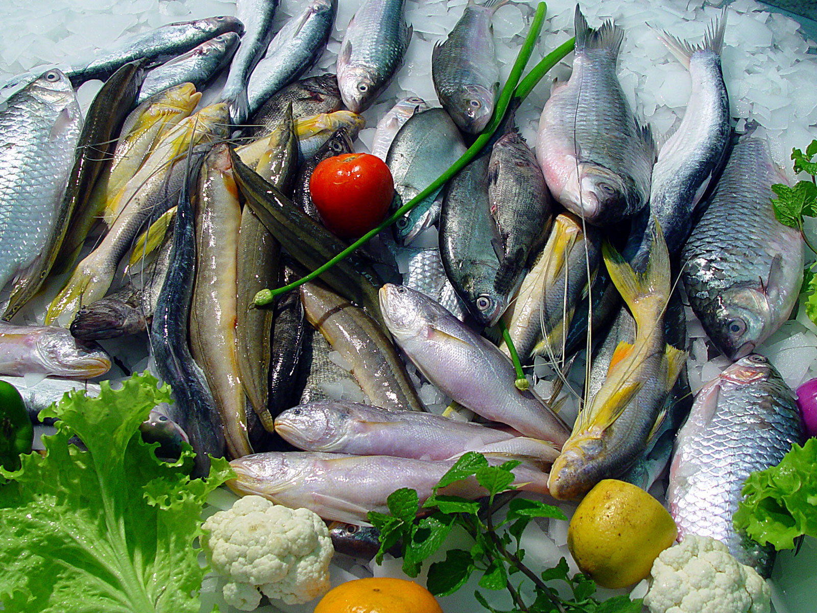 Fish